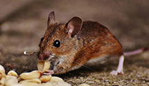 24 Hour & Emergency Exterminators in Cocoa Beach, FL